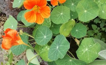 Ernährungsberatung Sonja Müller-Kaya Dipl.Oec.troph. Individualberatung & Ernährungscoaching c/o Praxis Dr.med.Ostertun