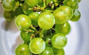 Nutriologa Clara Corral