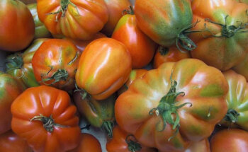 Ernährungsberatung und -therapie Dipl. oec. troph. Anja Later