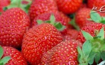 Die Essperten Ernährungsberatung Standort Coulinstraße Linz