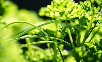 Anaïs Lala Nutritionniste D.E