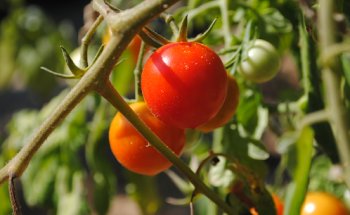 Françoise Desseaux Diététicienne Nutritionniste Naturopathe