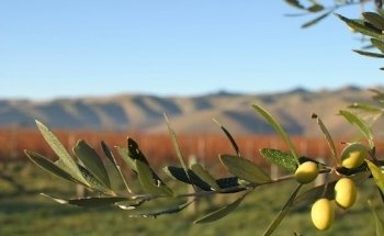 Anne-Laure Denans Nutritionniste- Micronutrionniste-Docteur en Pharmacie