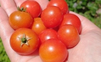 Lic. Romina Donatelli Nutricionista Matricula 2093