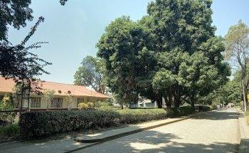 Alcaldía Zona Bananera