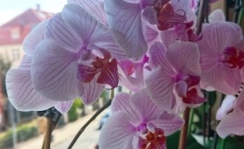 Allgemeinmedizin & Naturheilkunde Viktoria Karukina