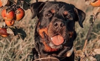 Sabberschnute | Ernährungsberatung für Hunde | Barfplan | Futterplan