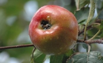 ISOGM Institut für systemorientiertes Gesundheitsmanagement - Beratung Therapie Weiterbildung