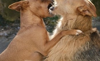 NaturHunde Ernährungsberatung