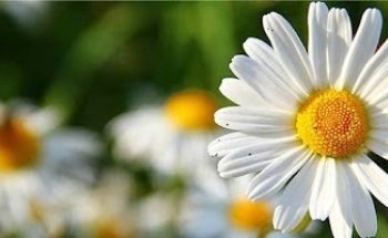 Oase der Heilkräfte