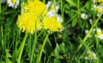 Naturheilpraxis Dieter Schneider