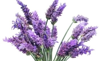 Carmela Heilpraktikerin Surace-Lautenbacher