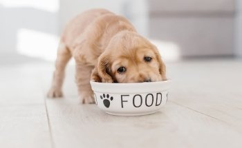 Tierärztliche Ernährungsberatung