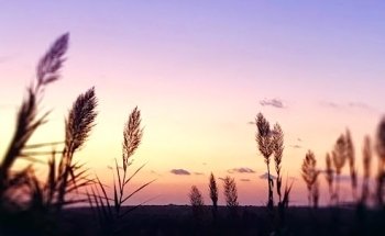 VITALSPIRIT Gabriela Neff-Chiodi