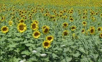 KAVITA GmbH --- Karin Brügelmann - Coaching und Ausbildung