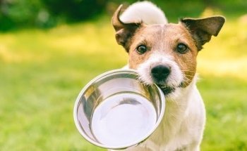 Ernährungsberatung für Hunde und Katzen