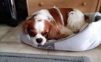 Anifit Ernährungsberater für Hunde & Katzen