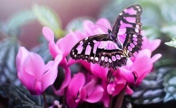 Powerfood-life glutenfreie Ernährung Leinöl Kokosöl