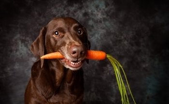 Ernährungsassistent Hund®️