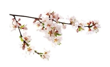 Ernährungsberatung Plus