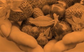 Homeòstasi - Psicología, Nutrición & Coaching