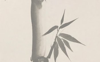 Zhi Acupuntec - Acupuntura Esparreguera