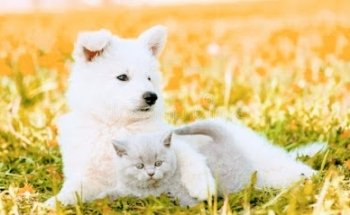 Centre Veterinari Nou Montcada