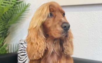 Mr & Mrs Dog - Peluquería Canina y Alimentación Natural