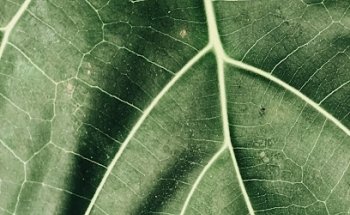 Alsándara - Vida & Veda