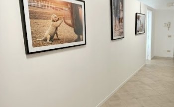 Accademia del Cane del dott. Samuele Soldà