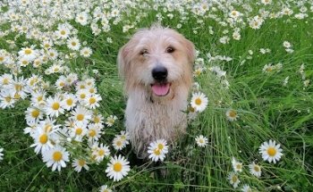 Tierarztpraxis Deutschlandsberg Mag. med. vet. Albert Payer | Deutschlandsberg