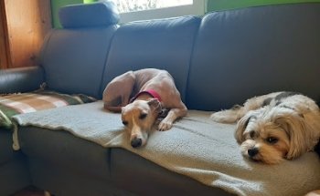 hundecampus Hundebetreuung- Shiba Inu Zucht -Tiernahrung Anifit