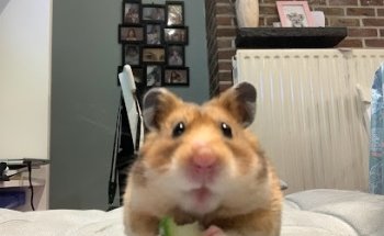 Veterinarian Dr. Sofie Breugelmans