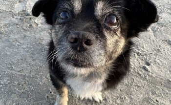 Kleintierpraxis Schönberg