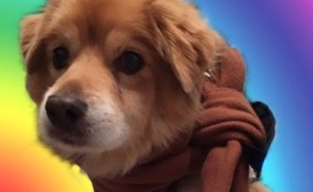 Hundefriseur Salon Apollo & Groomerschule