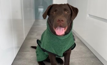 GOOD DOG STUFF by Jeannette Hannawald-Picha