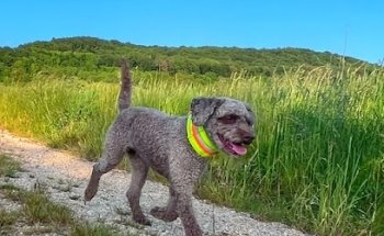 The Animal - Animal Health Center