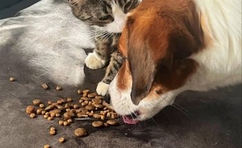 Kleintierpraxis Urte Elvers - Hannover