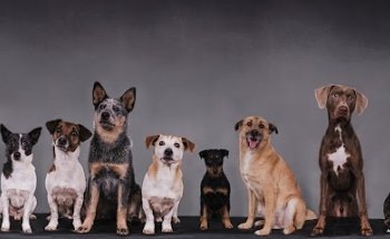 Hund&Du Für ein ganzes Hundeleben