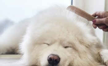 Bella Lou Hundesalon & Futterberatung