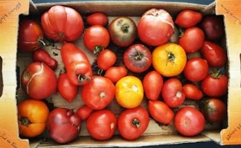 Alice Lemonnier Diététicienne Nutritionniste