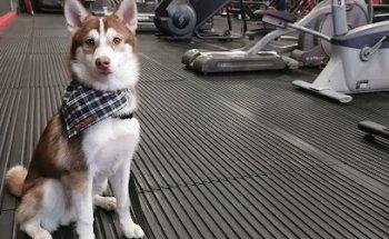 The Ironworks Gymnasium