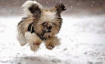 Woodlands Veterinary Hospital and Animal Dental Centre