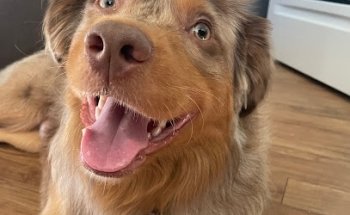 Buddylicious Dog Spa