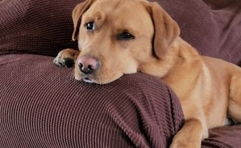 Veterinarian Recommended Solutions