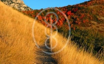 Thrive Integrative Medicine