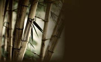 Lonstein Chiropractic & Acupuncture