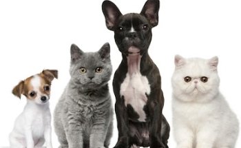 Town East-Galloway Animal Clinic