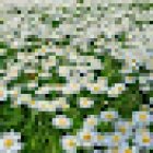 Txibirita Herbodietética