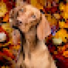 Centre Veterinari Nou Montcada